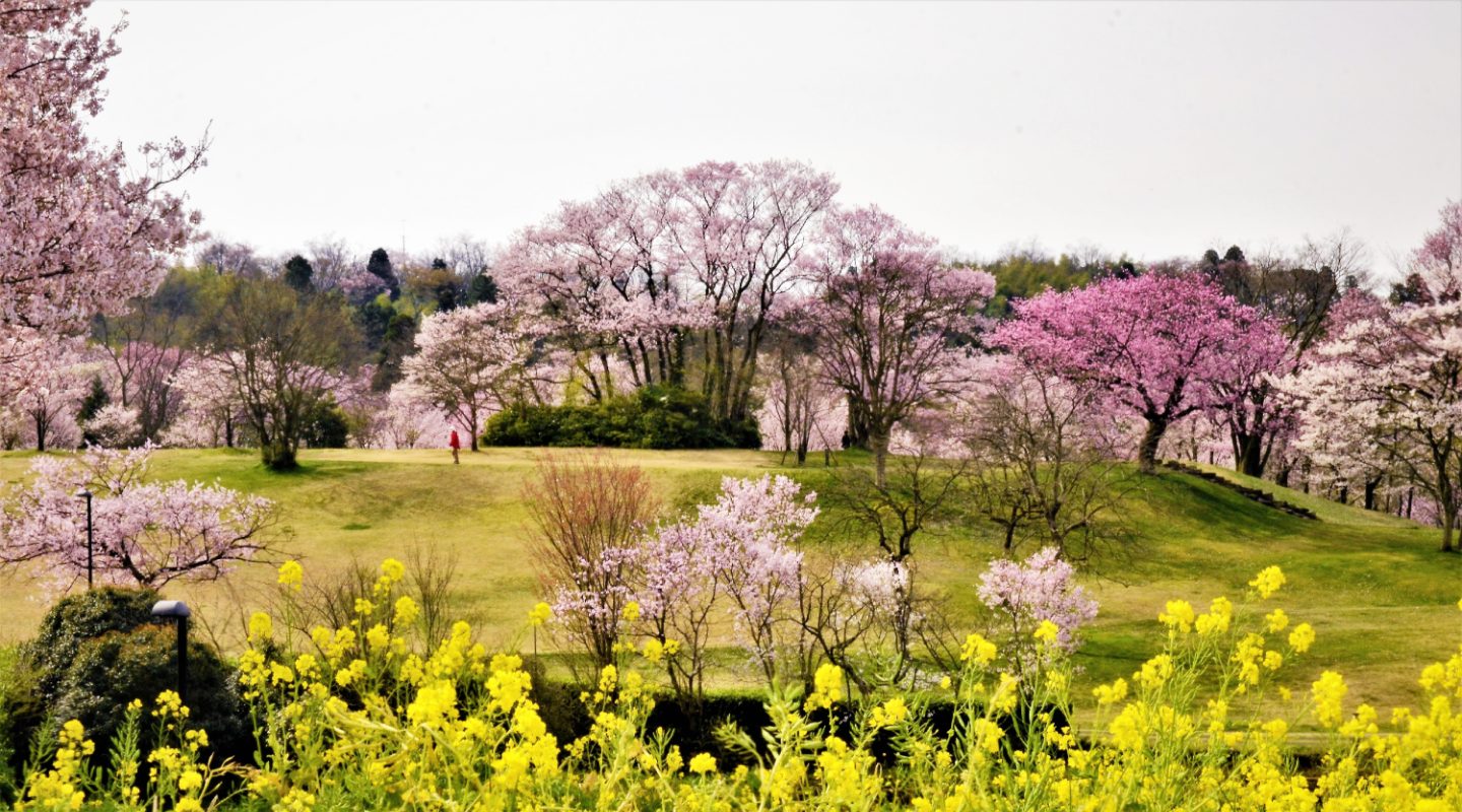 桜と菜の花